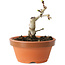 Crataegus cuneata, 9 cm, ± 12 jaar oud