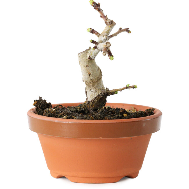 Crataegus cuneata, 9 cm, ± 12 años