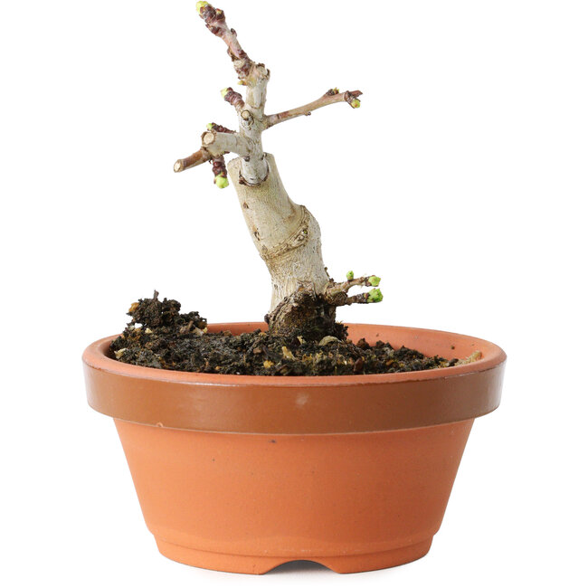 Crataegus cuneata, 9 cm, ± 12 Jahre alt