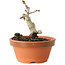 Crataegus cuneata, 9 cm, ± 12 jaar oud