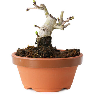 Crataegus cuneata, 7,5 cm, ± 12 jaar oud
