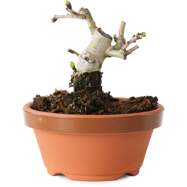 Crataegus cuneata, 7,5 cm, ± 12 jaar oud