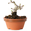 Crataegus cuneata, 7,5 cm, ± 12 jaar oud