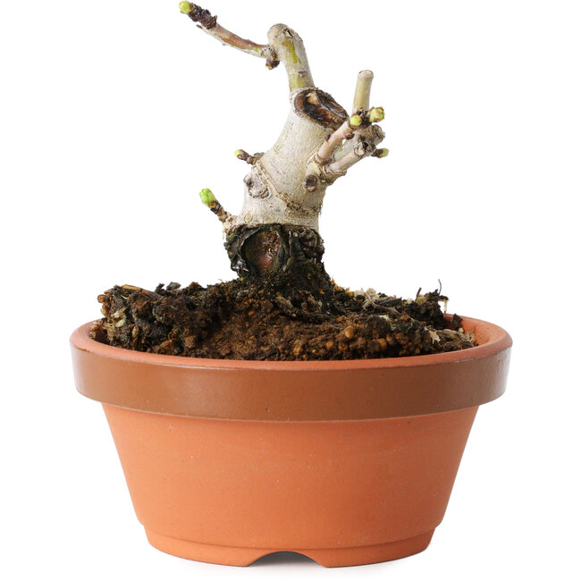 Crataegus cuneata, 7,5 cm, ± 12 Jahre alt