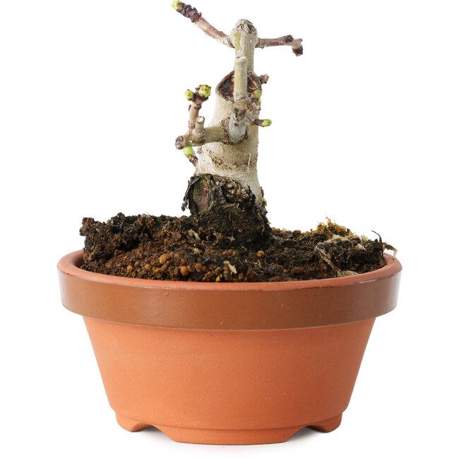 Crataegus cuneata, 7,5 cm, ± 12 años