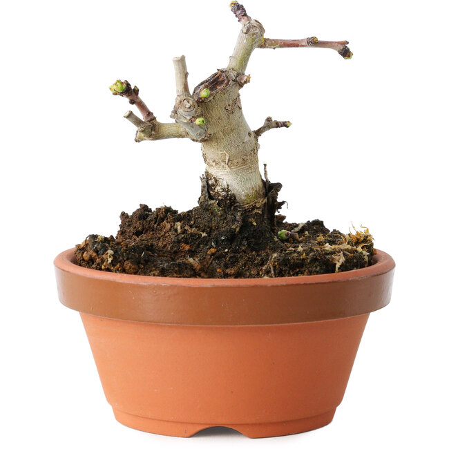 Crataegus cuneata, 7,5 cm, ± 12 years old