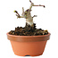 Crataegus cuneata, 7,5 cm, ± 12 jaar oud