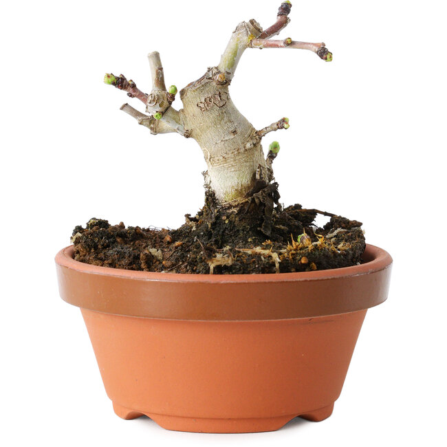 Crataegus cuneata, 7,5 cm, ± 12 ans