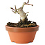 Crataegus cuneata, 7,5 cm, ± 12 jaar oud