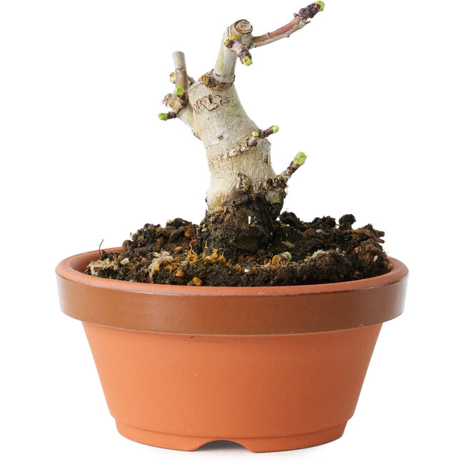 Crataegus cuneata, 7,5 cm, ± 12 ans