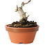 Crataegus cuneata, 7,5 cm, ± 12 jaar oud