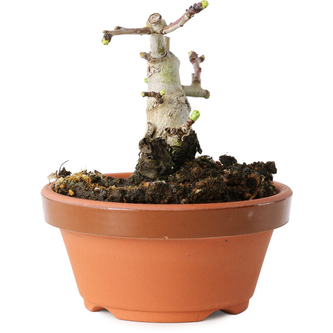 Crataegus cuneata, 7,5 cm, ± 12 years old