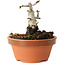 Crataegus cuneata, 7,5 cm, ± 12 jaar oud