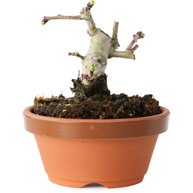 Crataegus cuneata, 7,5 cm, ± 12 jaar oud