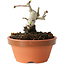 Crataegus cuneata, 7,5 cm, ± 12 Jahre alt
