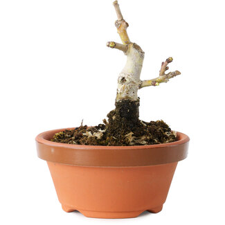 Crataegus cuneata, 9 cm, ± 12 jaar oud