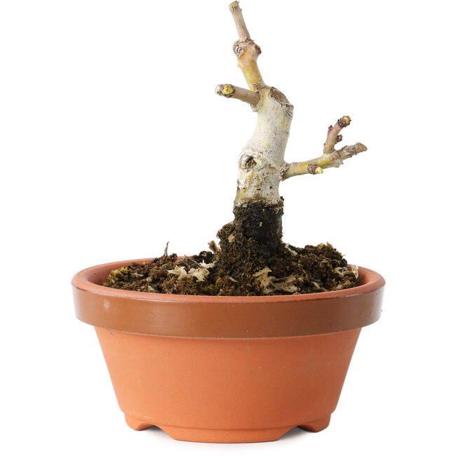 Crataegus cuneata, 9 cm, ± 12 jaar oud