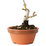 Crataegus cuneata, 9 cm, ± 12 ans