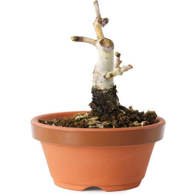 Crataegus cuneata, 9 cm, ± 12 años