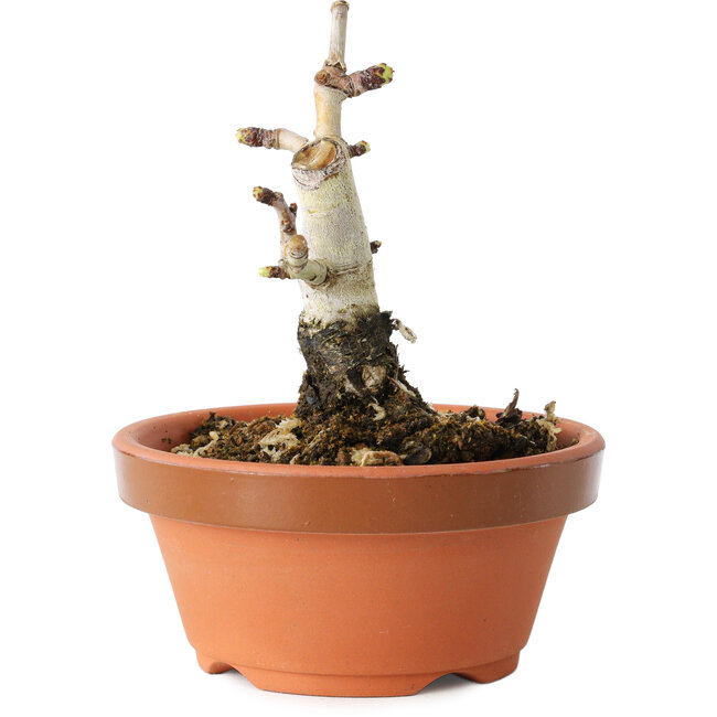 Crataegus cuneata, 9 cm, ± 12 jaar oud