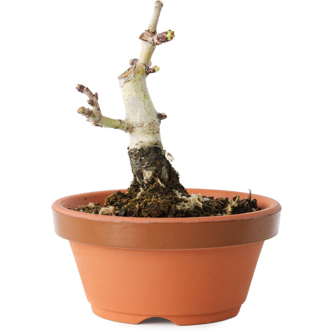 Crataegus cuneata, 9 cm, ± 12 years old