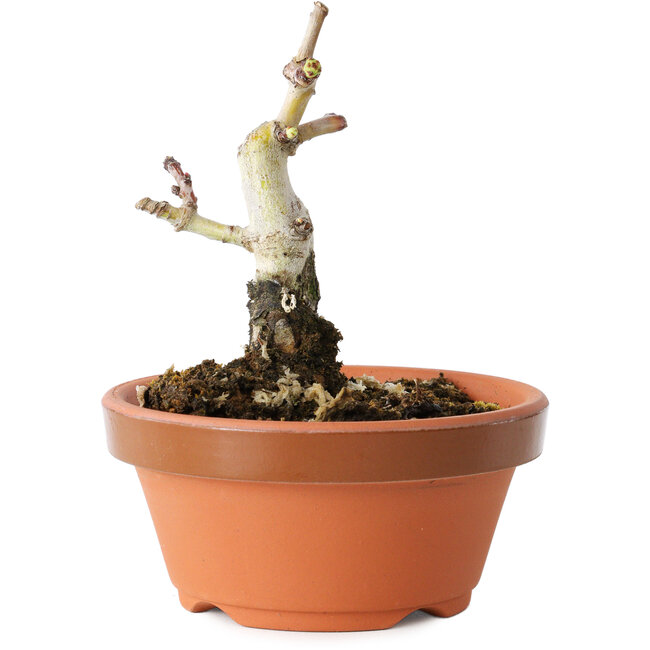 Crataegus cuneata, 9 cm, ± 12 ans