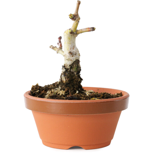 Crataegus cuneata, 9 cm, ± 12 years old