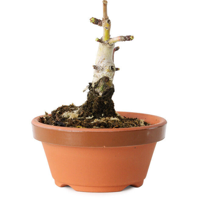 Crataegus cuneata, 9 cm, ± 12 anni