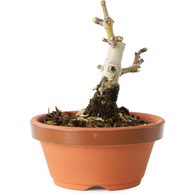 Crataegus cuneata, 9 cm, ± 12 anni