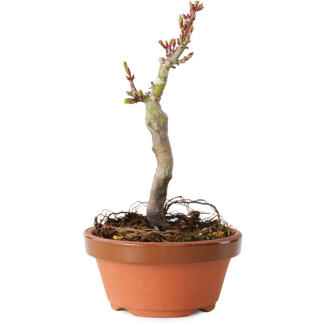 Acer palmatum Shishigashira, 16 cm, ± 8 jaar oud