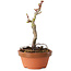 Acer palmatum Shishigashira, 16 cm, ± 8 jaar oud