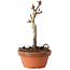 Acer palmatum Shishigashira, 16 cm, ± 8 jaar oud