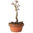 Acer palmatum Shishigashira, 16 cm, ± 8 jaar oud
