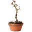 Acer palmatum Shishigashira, 16 cm, ± 8 jaar oud