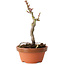 Acer palmatum Shishigashira, 16 cm, ± 8 jaar oud
