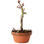 Acer palmatum Shishigashira, 16 cm, ± 8 jaar oud