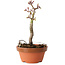 Acer palmatum Shishigashira, 16 cm, ± 8 jaar oud