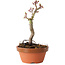 Acer palmatum Shishigashira, 16 cm, ± 8 jaar oud