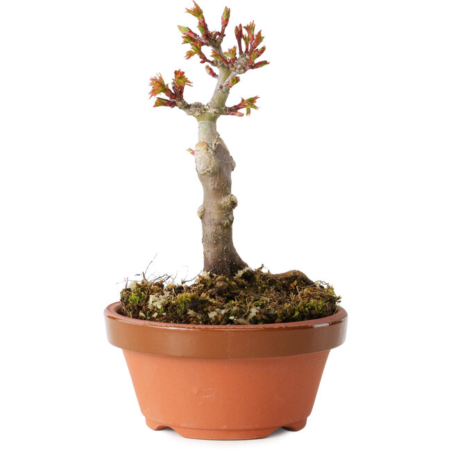 Acer palmatum Shishigashira, 13 cm, ± 8 jaar oud