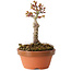 Acer palmatum Shishigashira, 13 cm, ± 8 jaar oud
