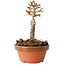 Acer palmatum Shishigashira, 13 cm, ± 8 jaar oud