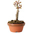 Acer palmatum Shishigashira, 13 cm, ± 8 jaar oud