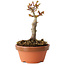 Acer palmatum Shishigashira, 13 cm, ± 8 jaar oud