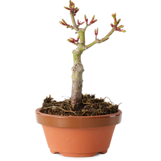 Acer palmatum Shishigashira, 13 cm, ± 8 jaar oud