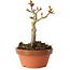 Acer palmatum Shishigashira, 13 cm, ± 8 jaar oud