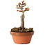 Acer palmatum Shishigashira, 13 cm, ± 8 jaar oud