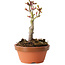 Acer palmatum Shishigashira, 13 cm, ± 8 jaar oud