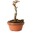 Acer palmatum Shishigashira, 13 cm, ± 8 jaar oud