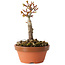 Acer palmatum Shishigashira, 13 cm, ± 8 jaar oud