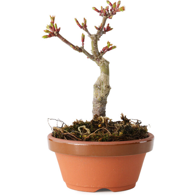 Acer palmatum Shishigashira, 13 cm, ± 8 Jahre alt